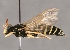  (Polistes helveticus - ABOL-24-1046)  @11 [ ] Unspecified (default): All Rights Reserved (2024) Oberösterreichisches Landesmuseum (OLML) Unspecified
