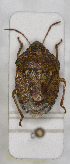  ( - ABOL-24-1140)  @11 [ ] Unspecified (default): All Rights Reserved (2024) Wolfgang Rabitsch Unspecified