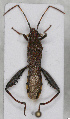  ( - ABOL-24-1144)  @11 [ ] Unspecified (default): All Rights Reserved (2024) Wolfgang Rabitsch Unspecified