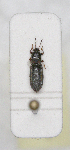  ( - ABOL-24-1163)  @11 [ ] Unspecified (default): All Rights Reserved (2024) Wolfgang Rabitsch Unspecified