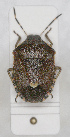  ( - ABOL-24-1193)  @11 [ ] Unspecified (default): All Rights Reserved (2024) Wolfgang Rabitsch Unspecified