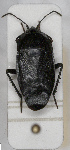  ( - ABOL-24-1203)  @11 [ ] Unspecified (default): All Rights Reserved (2024) Wolfgang Rabitsch Unspecified