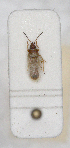  ( - ABOL-24-1223)  @11 [ ] Unspecified (default): All Rights Reserved (2024) Wolfgang Rabitsch Unspecified