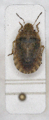  ( - ABOL-24-1228)  @11 [ ] Unspecified (default): All Rights Reserved (2024) Wolfgang Rabitsch Unspecified