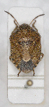  ( - ABOL-24-1230)  @11 [ ] Unspecified (default): All Rights Reserved (2024) Wolfgang Rabitsch Unspecified