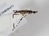  (Micropeza brevipennis - ABOL-24-1295)  @11 [ ] Unspecified (default): All Rights Reserved (2024) Naturhistorisches Museum Wien Naturhistorisches Museum Wien