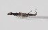  ( - ABOL-24-1295)  @11 [ ] Unspecified (default): All Rights Reserved (2024) Naturhistorisches Museum Wien Naturhistorisches Museum Wien