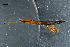  ( - ABOL-24-1415)  @11 [ ] CC-BY (2024) Naturhistorisches Museum Wien Naturhistorisches Museum Wien