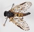  (Rhagio vitripennis - ABOL-24-1436)  @11 [ ] CC-BY (2024) Natural history museum Vienna Natural history museum Vienna