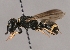  (Alastor mocsaryi - ABOL-24-2029)  @11 [ ] Unspecified (default): All Rights Reserved (2024) Oberösterreichisches Landesmuseum (OLML) Unspecified