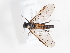  ( - ABOL-24-2046)  @11 [ ] CC-BY (2025) Naturhistorisches Museum Wien Unspecified