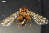  (Andricus infectorius - ABOL-24-2106)  @11 [ ] Unspecified (default): All Rights Reserved (2024) Natural history museum Vienna Unspecified