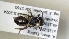  (Andrena atrata - ABOL-25-0001)  @11 [ ] Unspecified (default): All Rights Reserved (2025) Naturhistorisches Museum Wien Unspecified