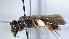  ( - ABOL-25-0003)  @11 [ ] Unspecified (default): All Rights Reserved (2025) Naturhistorisches Museum Wien Unspecified