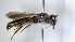  ( - ABOL-25-0004)  @11 [ ] Unspecified (default): All Rights Reserved (2025) Naturhistorisches Museum Wien Unspecified