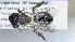  ( - ABOL-25-0005)  @11 [ ] Unspecified (default): All Rights Reserved (2025) Naturhistorisches Museum Wien Unspecified