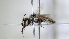  ( - ABOL-25-0010)  @11 [ ] Unspecified (default): All Rights Reserved (2025) Naturhistorisches Museum Wien Unspecified