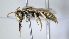  ( - ABOL-25-0011)  @11 [ ] Unspecified (default): All Rights Reserved (2025) Naturhistorisches Museum Wien Unspecified