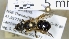  ( - ABOL-25-0018)  @11 [ ] Unspecified (default): All Rights Reserved (2025) Naturhistorisches Museum Wien Unspecified