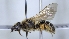  ( - ABOL-25-0018)  @11 [ ] Unspecified (default): All Rights Reserved (2025) Naturhistorisches Museum Wien Unspecified