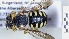  ( - ABOL-25-0024)  @11 [ ] Unspecified (default): All Rights Reserved (2025) Naturhistorisches Museum Wien Unspecified