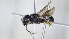  ( - ABOL-25-0028)  @11 [ ] Unspecified (default): All Rights Reserved (2025) Naturhistorisches Museum Wien Unspecified