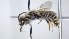  ( - ABOL-25-0033)  @11 [ ] Unspecified (default): All Rights Reserved (2025) Naturhistorisches Museum Wien Unspecified