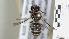  ( - ABOL-25-0034)  @11 [ ] Unspecified (default): All Rights Reserved (2025) Naturhistorisches Museum Wien Unspecified