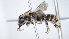  ( - ABOL-25-0034)  @11 [ ] Unspecified (default): All Rights Reserved (2025) Naturhistorisches Museum Wien Unspecified