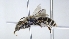  ( - ABOL-25-0035)  @11 [ ] Unspecified (default): All Rights Reserved (2025) Naturhistorisches Museum Wien Unspecified