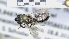  (Halictus seladonius - ABOL-25-0039)  @11 [ ] Unspecified (default): All Rights Reserved (2025) Naturhistorisches Museum Wien Unspecified