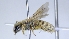  ( - ABOL-25-0041)  @11 [ ] Unspecified (default): All Rights Reserved (2025) Naturhistorisches Museum Wien Unspecified