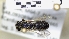  ( - ABOL-25-0048)  @11 [ ] Unspecified (default): All Rights Reserved (2025) Naturhistorisches Museum Wien Unspecified