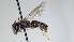  ( - ABOL-25-0048)  @11 [ ] Unspecified (default): All Rights Reserved (2025) Naturhistorisches Museum Wien Unspecified