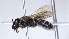  ( - ABOL-25-0049)  @11 [ ] Unspecified (default): All Rights Reserved (2025) Naturhistorisches Museum Wien Unspecified