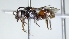  ( - ABOL-25-0055)  @11 [ ] Unspecified (default): All Rights Reserved (2025) Naturhistorisches Museum Wien Unspecified