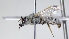  ( - ABOL-25-0056)  @11 [ ] Unspecified (default): All Rights Reserved (2025) Naturhistorisches Museum Wien Unspecified