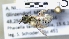  ( - ABOL-25-0058)  @11 [ ] Unspecified (default): All Rights Reserved (2025) Naturhistorisches Museum Wien Unspecified