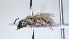  ( - ABOL-25-0058)  @11 [ ] Unspecified (default): All Rights Reserved (2025) Naturhistorisches Museum Wien Unspecified