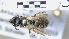  (Halictus gavarnicus - ABOL-25-0059)  @11 [ ] Unspecified (default): All Rights Reserved (2025) Naturhistorisches Museum Wien Unspecified
