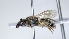  ( - ABOL-25-0059)  @11 [ ] Unspecified (default): All Rights Reserved (2025) Naturhistorisches Museum Wien Unspecified
