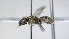  ( - ABOL-25-0060)  @11 [ ] Unspecified (default): All Rights Reserved (2025) Naturhistorisches Museum Wien Unspecified