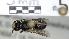  ( - ABOL-25-0061)  @11 [ ] Unspecified (default): All Rights Reserved (2025) Naturhistorisches Museum Wien Unspecified