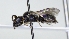  ( - ABOL-25-0061)  @11 [ ] Unspecified (default): All Rights Reserved (2025) Naturhistorisches Museum Wien Unspecified