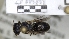  ( - ABOL-25-0062)  @11 [ ] Unspecified (default): All Rights Reserved (2025) Naturhistorisches Museum Wien Unspecified