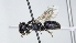  ( - ABOL-25-0062)  @11 [ ] Unspecified (default): All Rights Reserved (2025) Naturhistorisches Museum Wien Unspecified