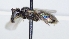  ( - ABOL-25-0066)  @11 [ ] Unspecified (default): All Rights Reserved (2025) Naturhistorisches Museum Wien Unspecified