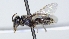  ( - ABOL-25-0067)  @11 [ ] Unspecified (default): All Rights Reserved (2025) Naturhistorisches Museum Wien Unspecified