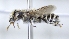  ( - ABOL-25-0070)  @11 [ ] Unspecified (default): All Rights Reserved (2025) Naturhistorisches Museum Wien Unspecified