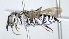  ( - ABOL-25-0071)  @11 [ ] Unspecified (default): All Rights Reserved (2025) Naturhistorisches Museum Wien Unspecified